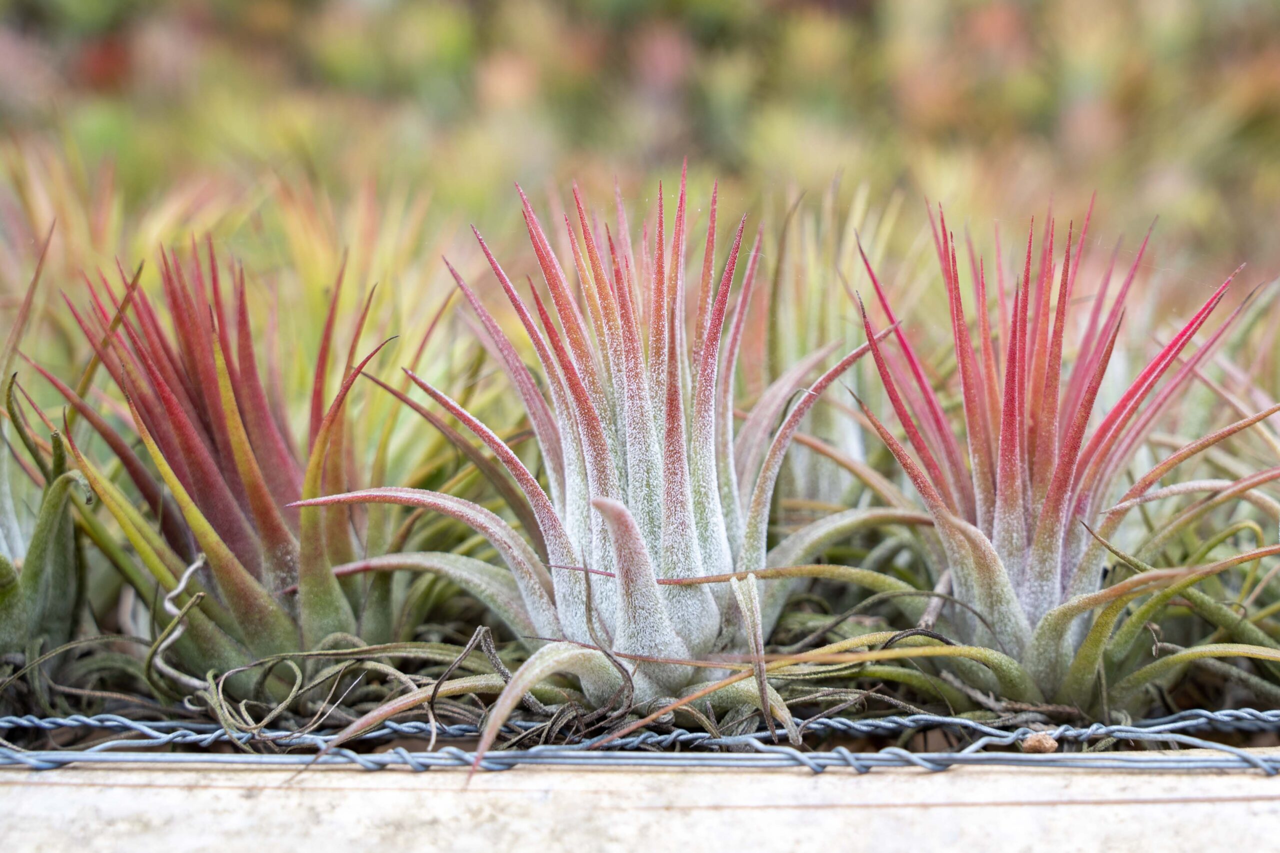 Wholesale Tillandsia Air Plants