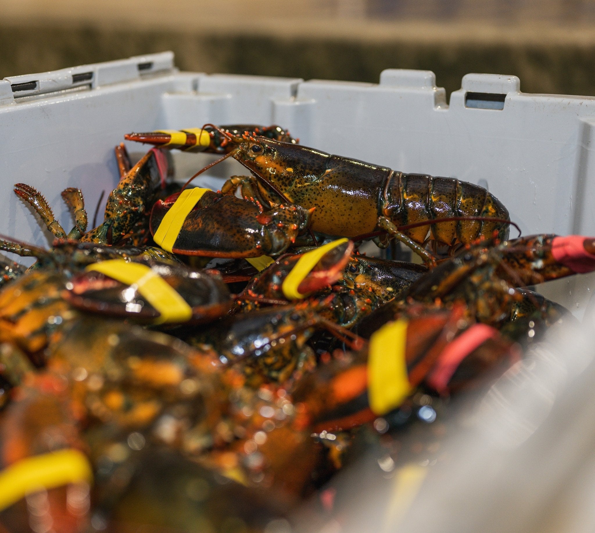 #1 Maine Lobster Delivery