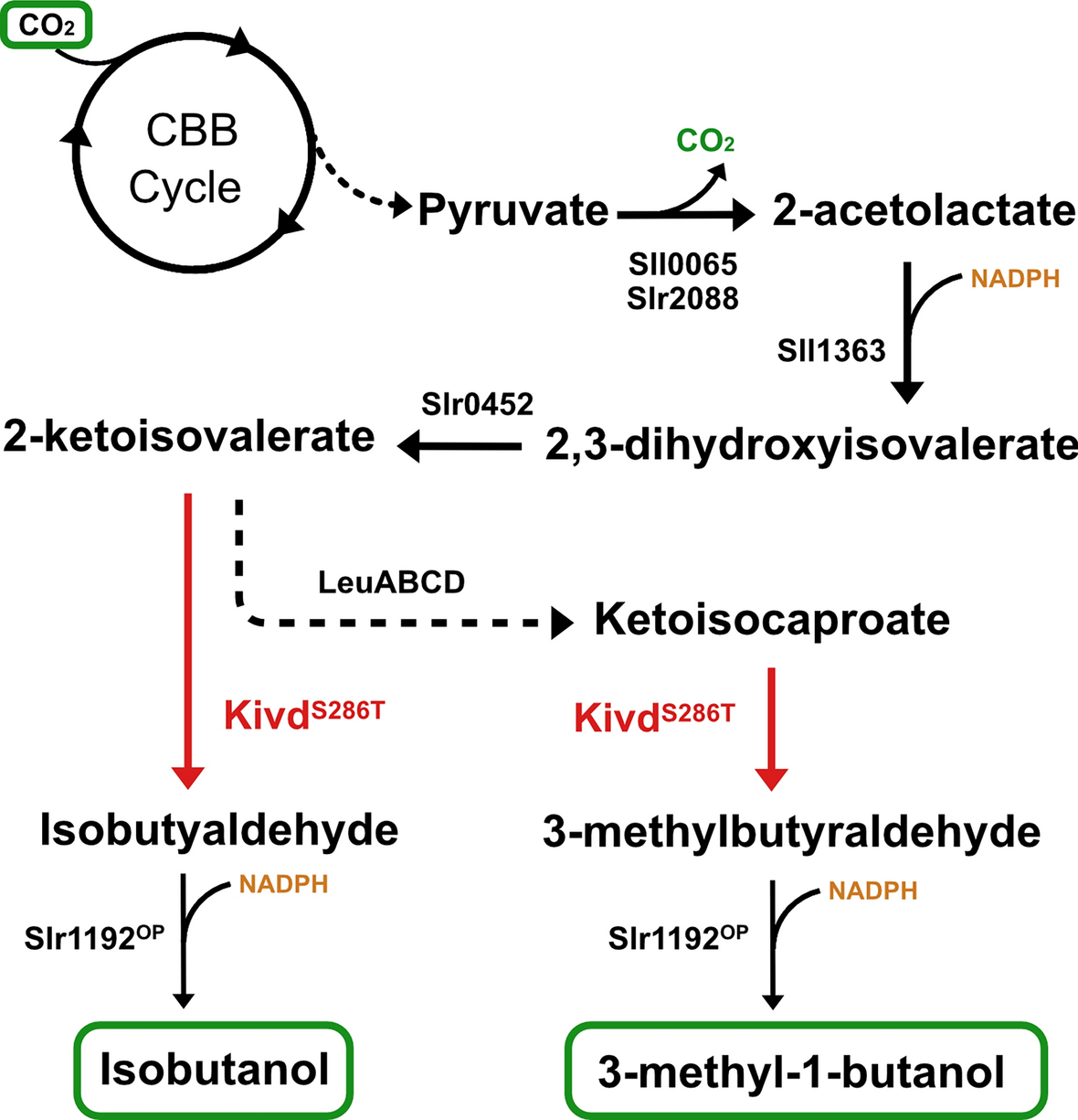 3-Methyl-Butan-1-Ol industry insight