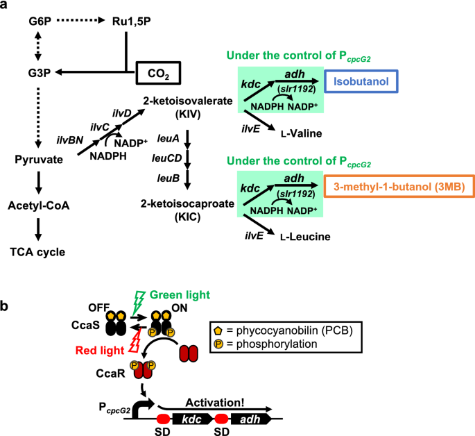 3-Methyl-Butan-1-Ol industry insight