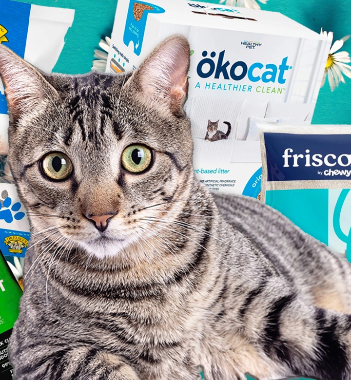 9 Best Cat Litter Manufacturers
