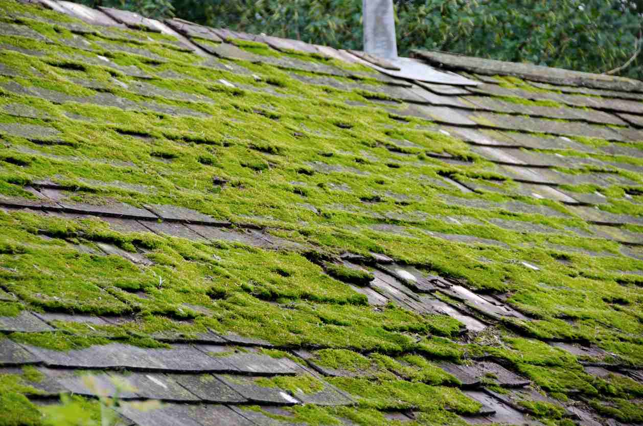 Algae & Moss Prevention and Cleaning for Asphalt Roofing Systems
