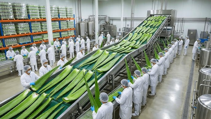 Aloe Leaf Latex industry insight