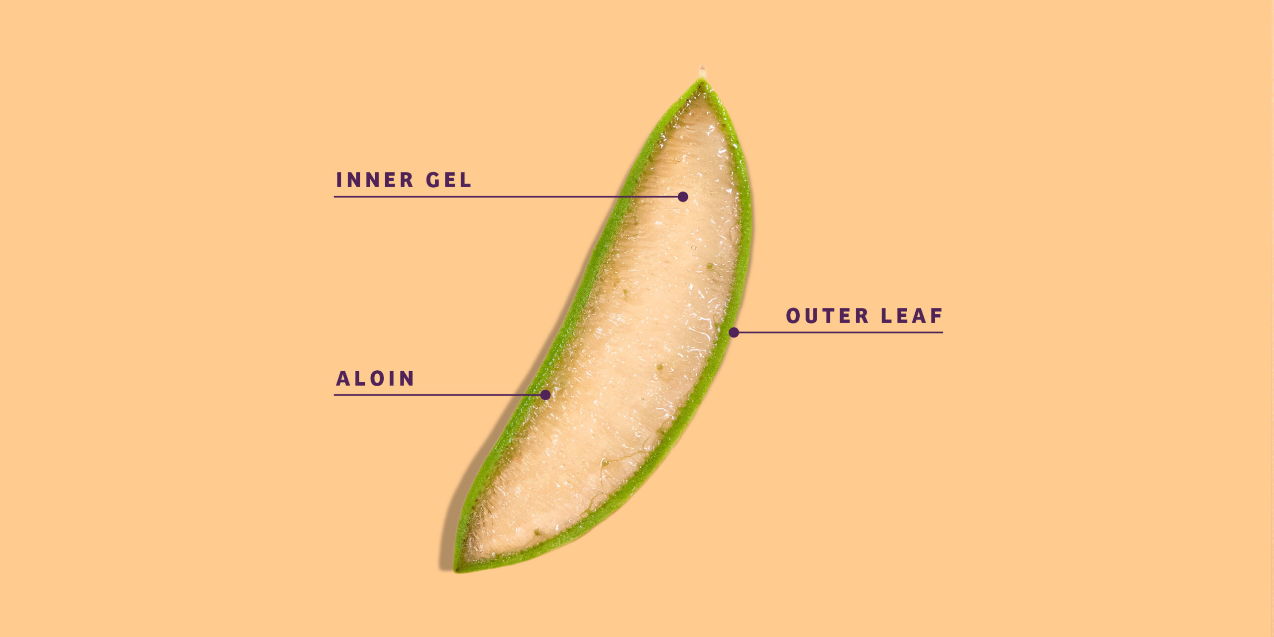 Aloe Leaf & Latex (Label)