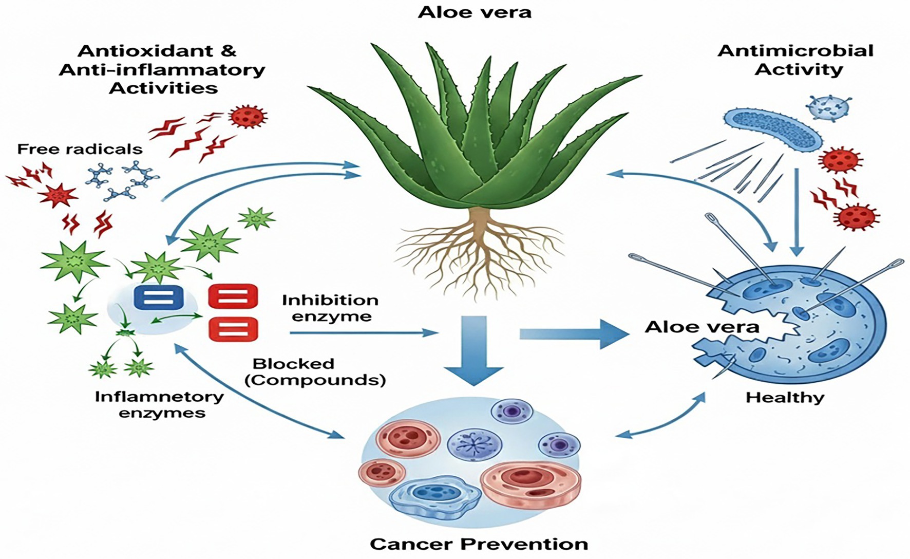 Aloe Vera Benefits for Skin, Constipation & More