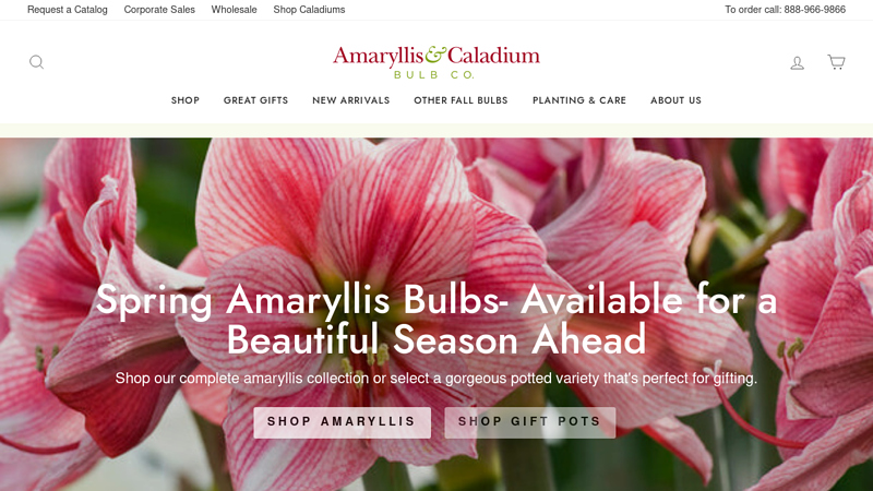 Amaryllis Bulb Company
