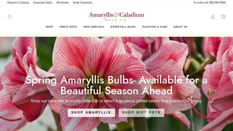 Amaryllis Bulb Company