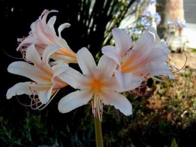 Amaryllis Bulbs, Amaryllis Flower Bulbs