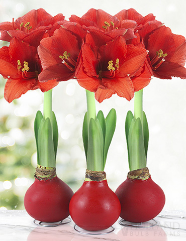 Amaryllis Bulbs Wholesale industry insight