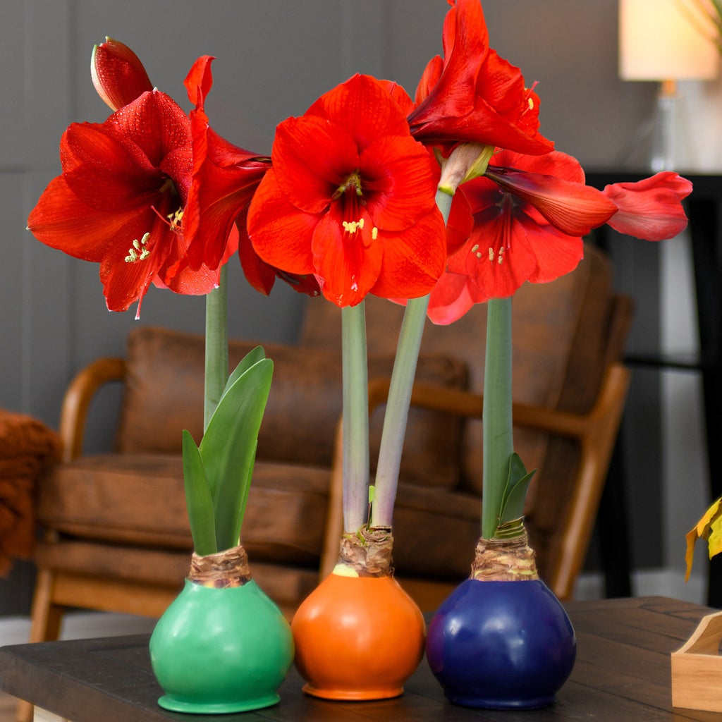 Amaryllis Bulbs Wholesale industry insight