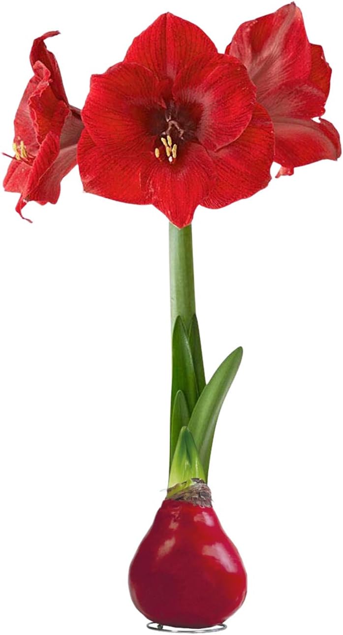 Amaryllis Bulbs Wholesale industry insight