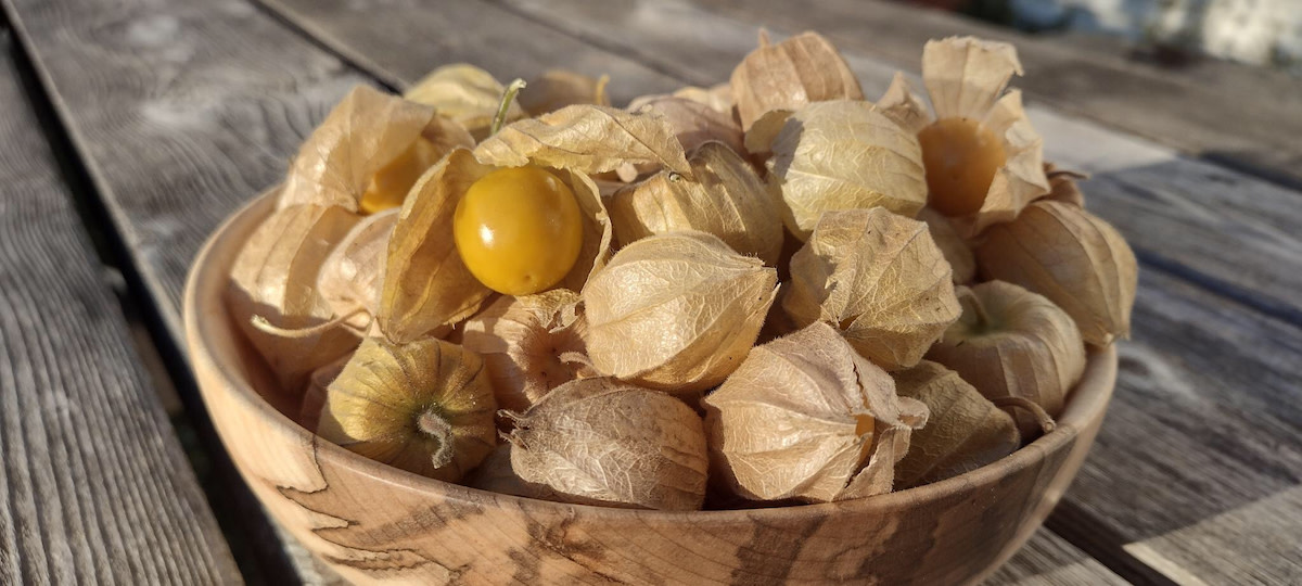 Ambrosia Eco Cape Gooseberry