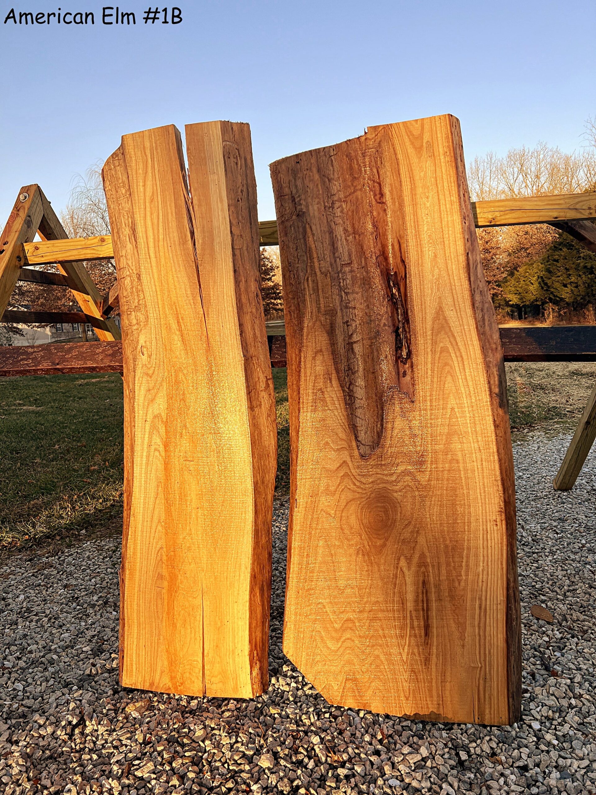 American Elm — Dain's Lumber