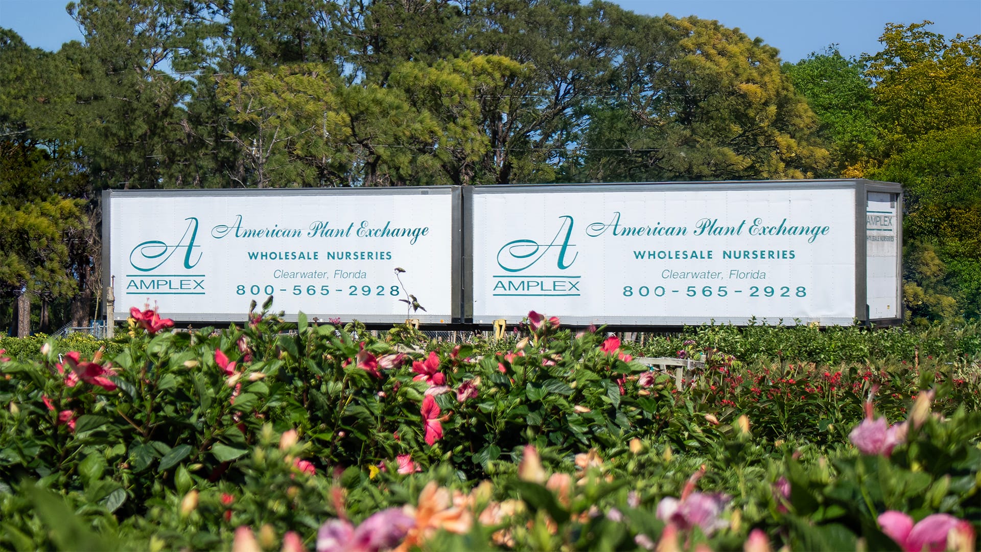 Amplex Wholesale Plant Nursery