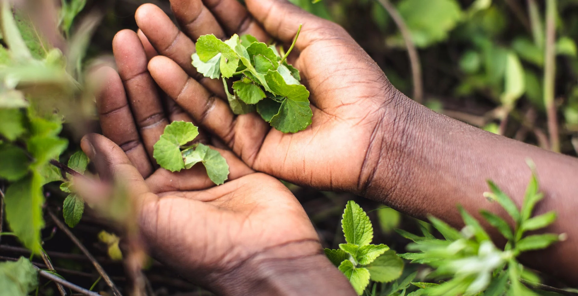 An ultimate guide on Centella asiatica extract