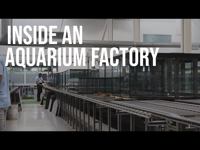 Aquarium Companies industry insight