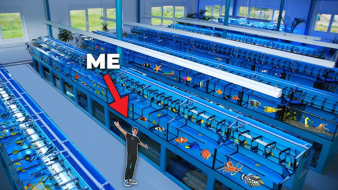 Aquarium Fish Wholesale industry insight