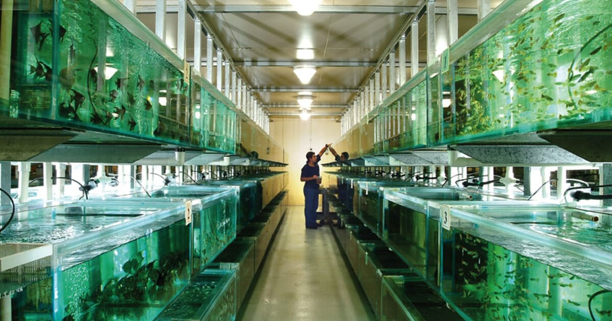 Aquarium Fish Wholesale industry insight