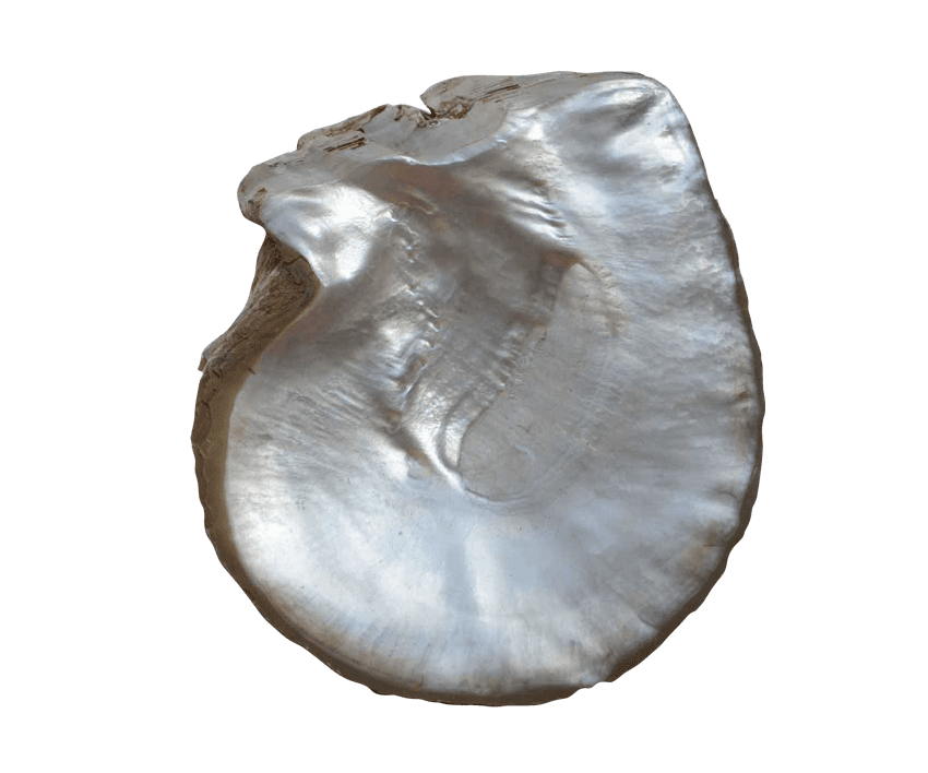 Australian Mother of Pearl