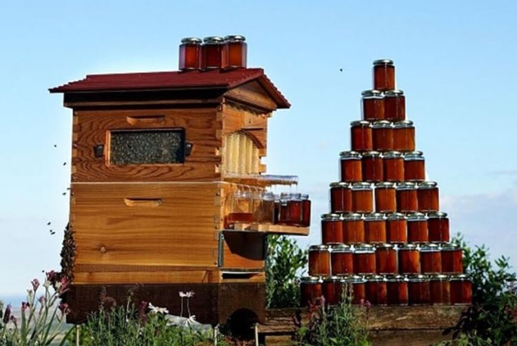 Automatic Flow Beehive industry insight