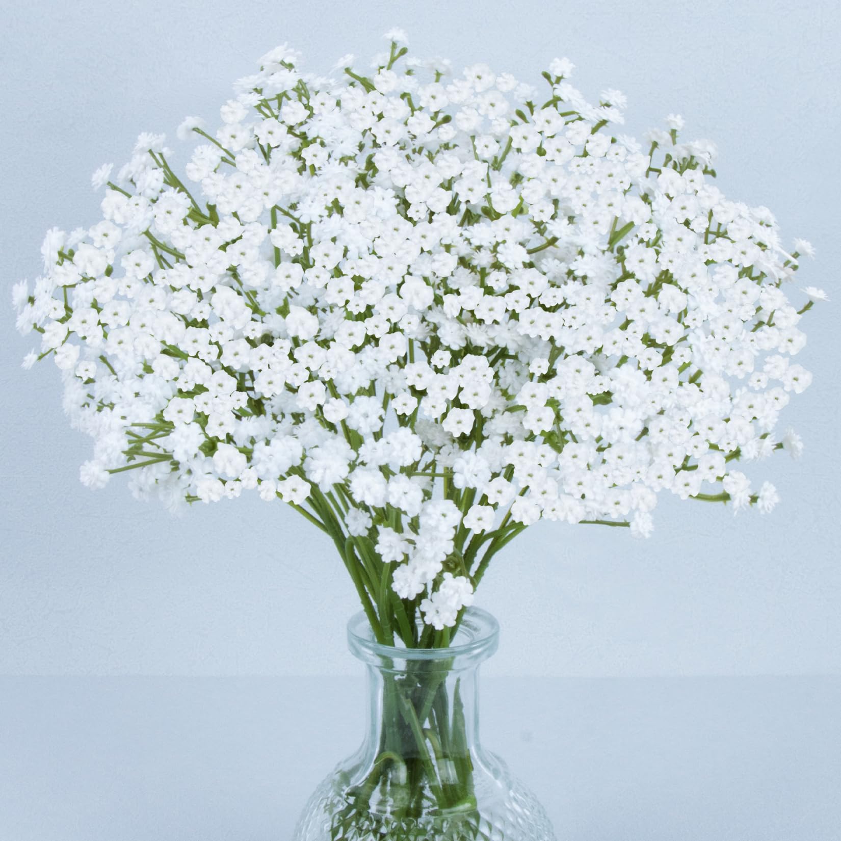 Baby's Breath (Gypsophila) in Bulk for DIY Weddings