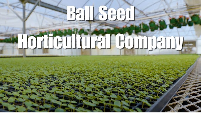 Ball Seed