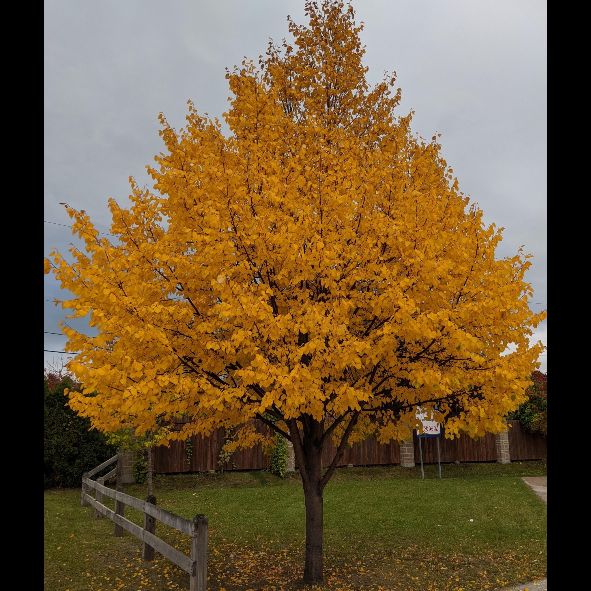 Basswood // Tilia americana