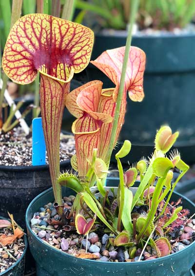 Beautiful Carnivorous Plants for Sale Since 1995