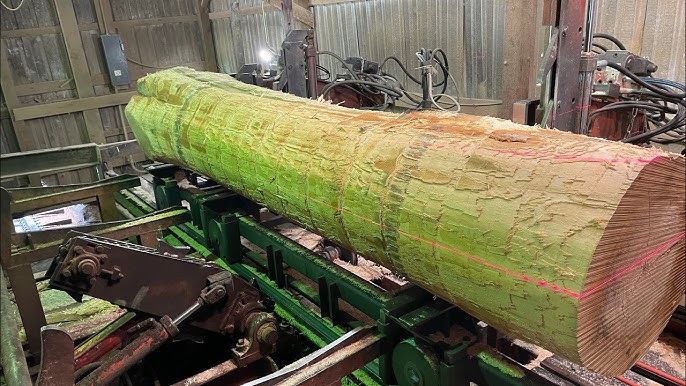 Beech Wood Lumber industry insight