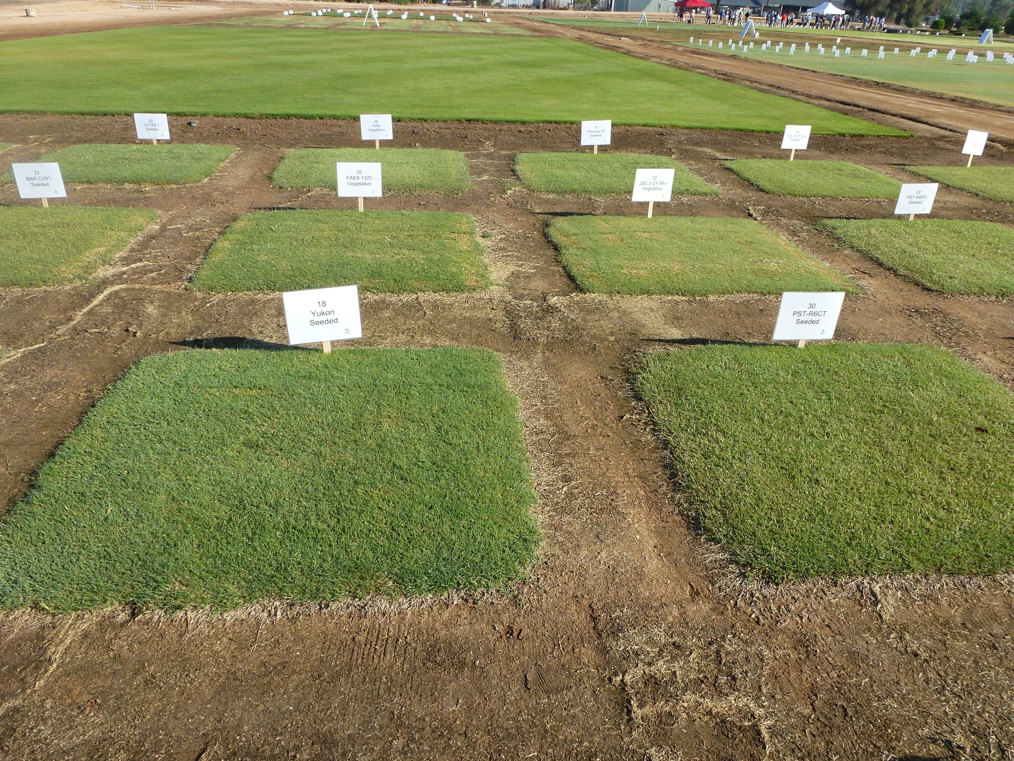 Bermuda Grass Seed In Bulk industry insight