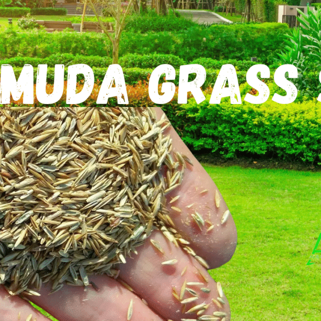 Bermuda Grass Seed In Bulk industry insight