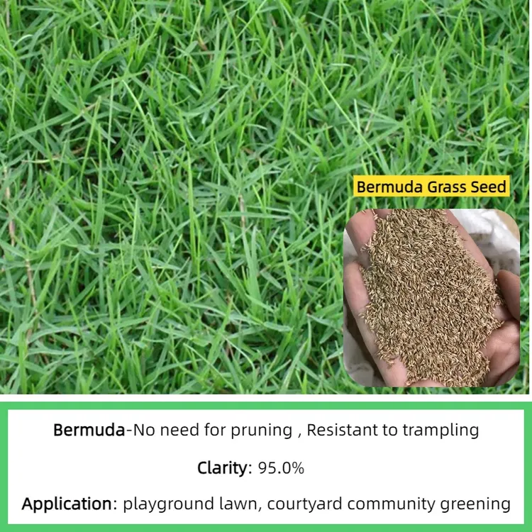 Bermuda Grass Seed In Bulk industry insight