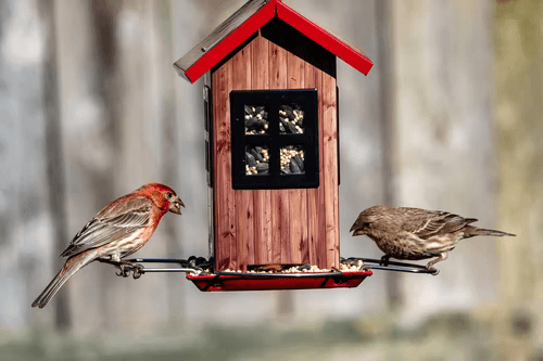 Best 5 Manufacturers for Hummingbird Feeders