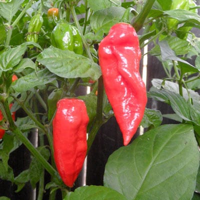 Bhoot Jhalokia industry insight