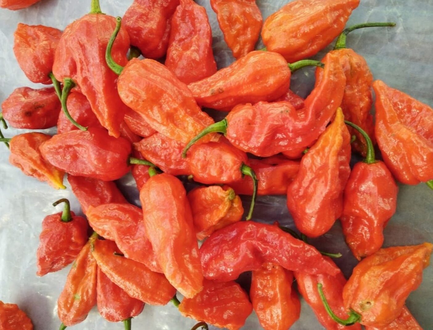 Bhut Jolokia (Ghost Pepper) Manufacturer & Wholesaler In India​