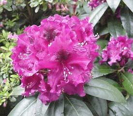 Big Frog Nursery Inc.