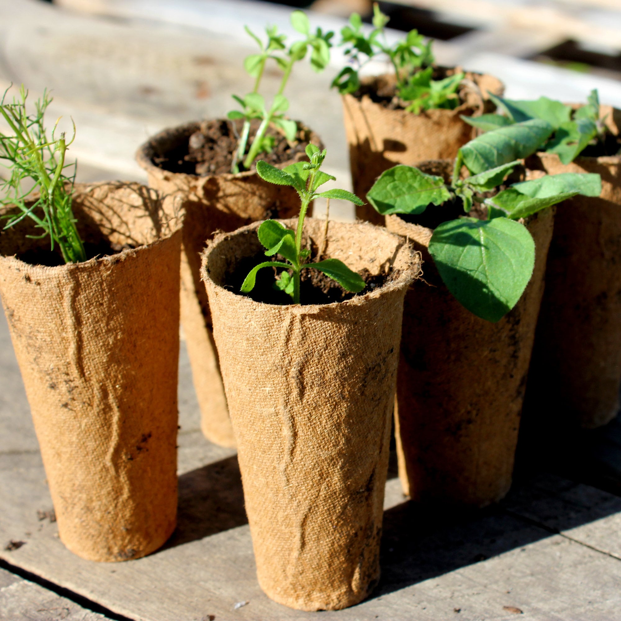 Biodegradable and Compostable Pots