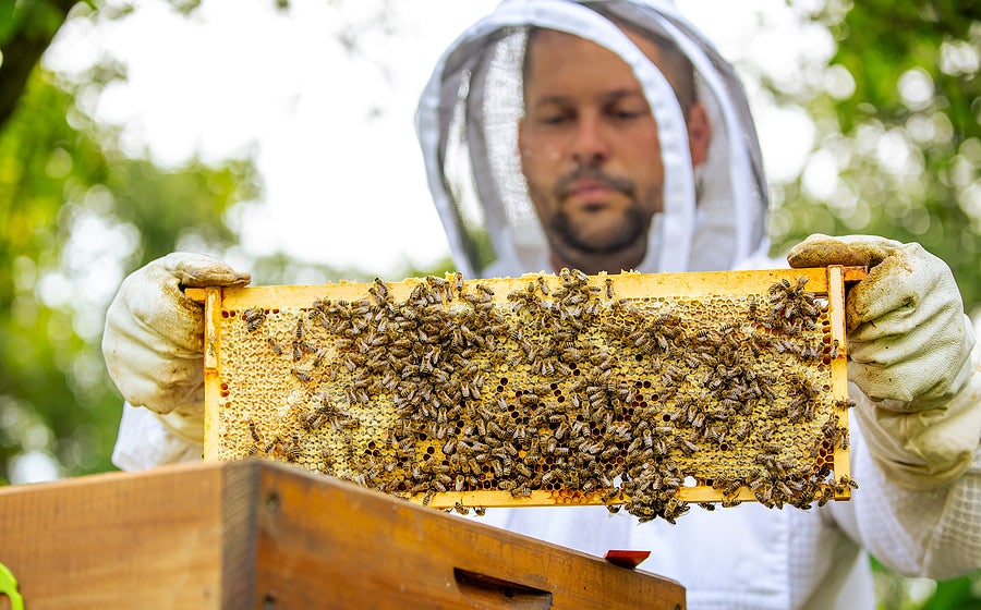 Blythewood Bee Company