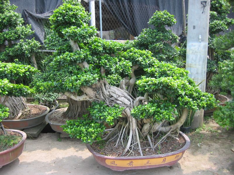 Bonsai Wholesale industry insight