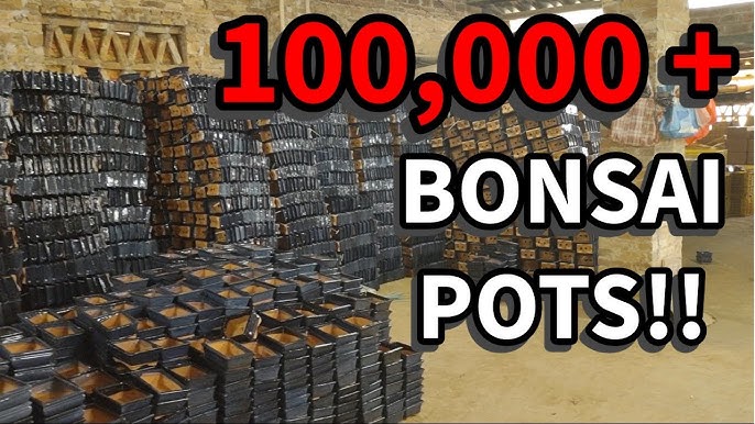 Bonsai Wholesale industry insight