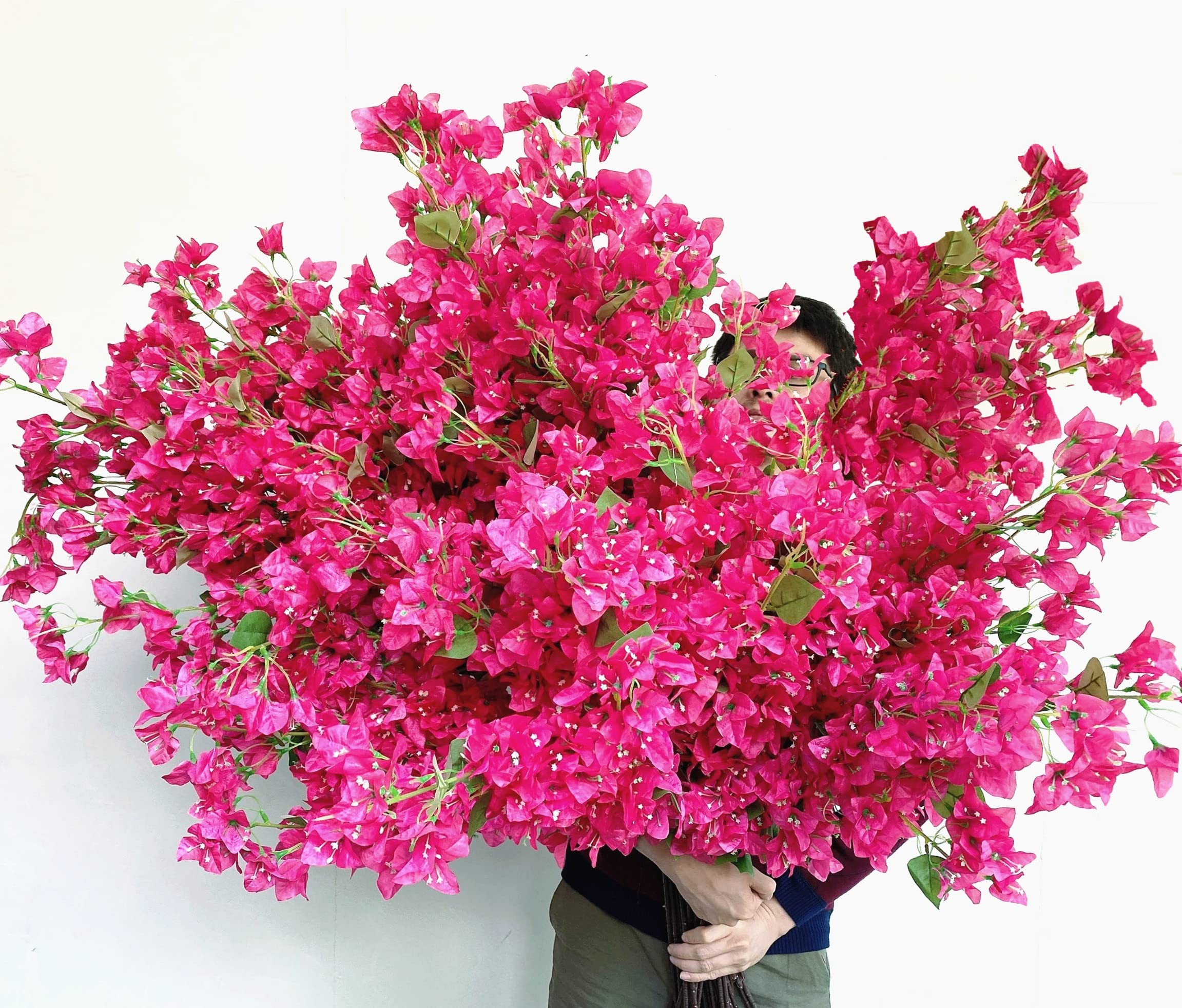 Bougainvillea