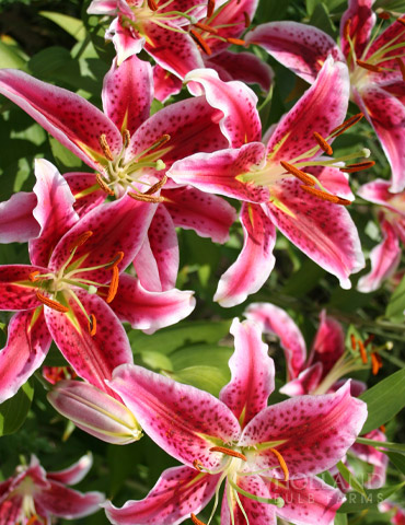 Bulk and Wholesale Flower Bulbs