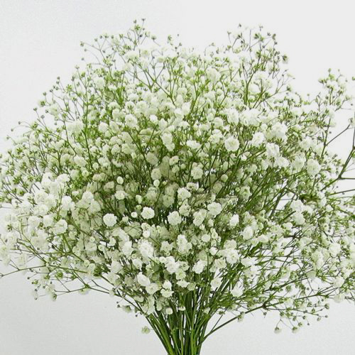 Bulk Babys Breath industry insight