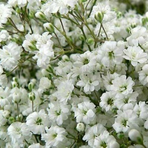 Bulk Babys Breath industry insight