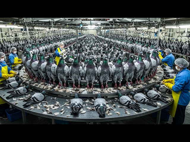 Bulk Clay Pigeons industry insight