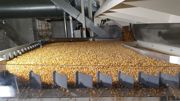 Bulk Corn Seed industry insight