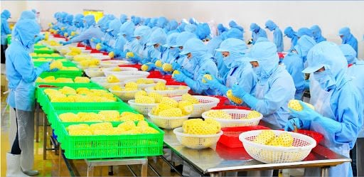 Bulk Frozen Fruit industry insight