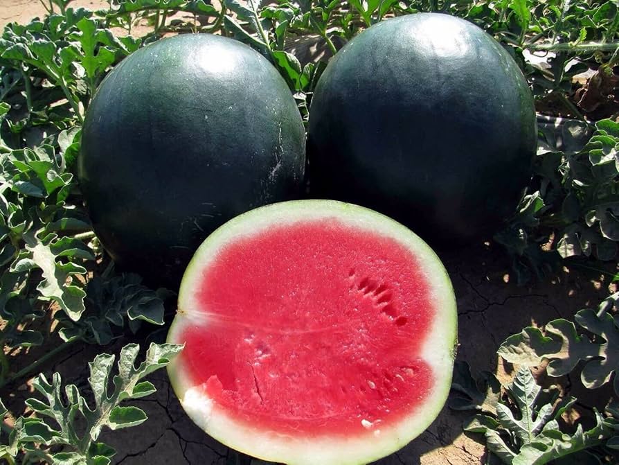Bulk Heirloom Watermelon Seeds for Sale Online