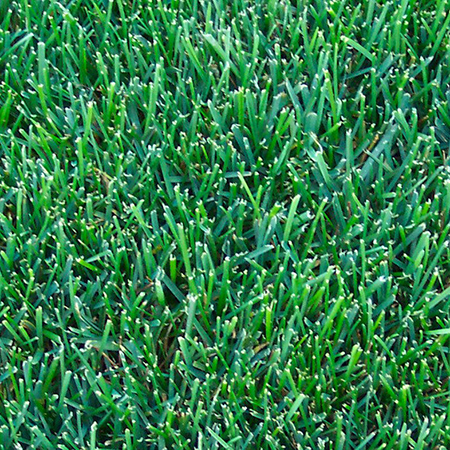 Bulk Kentucky Bluegrass Seed industry insight