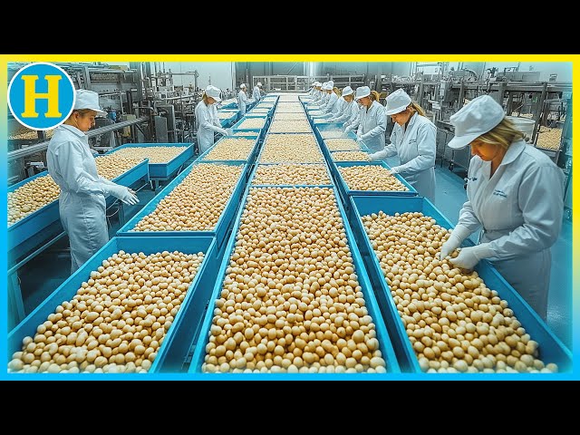 Bulk Macadamias industry insight